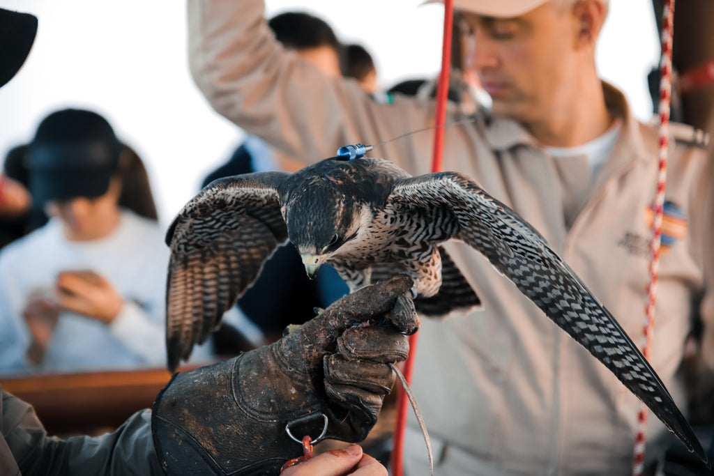Signature Hot Air Balloon