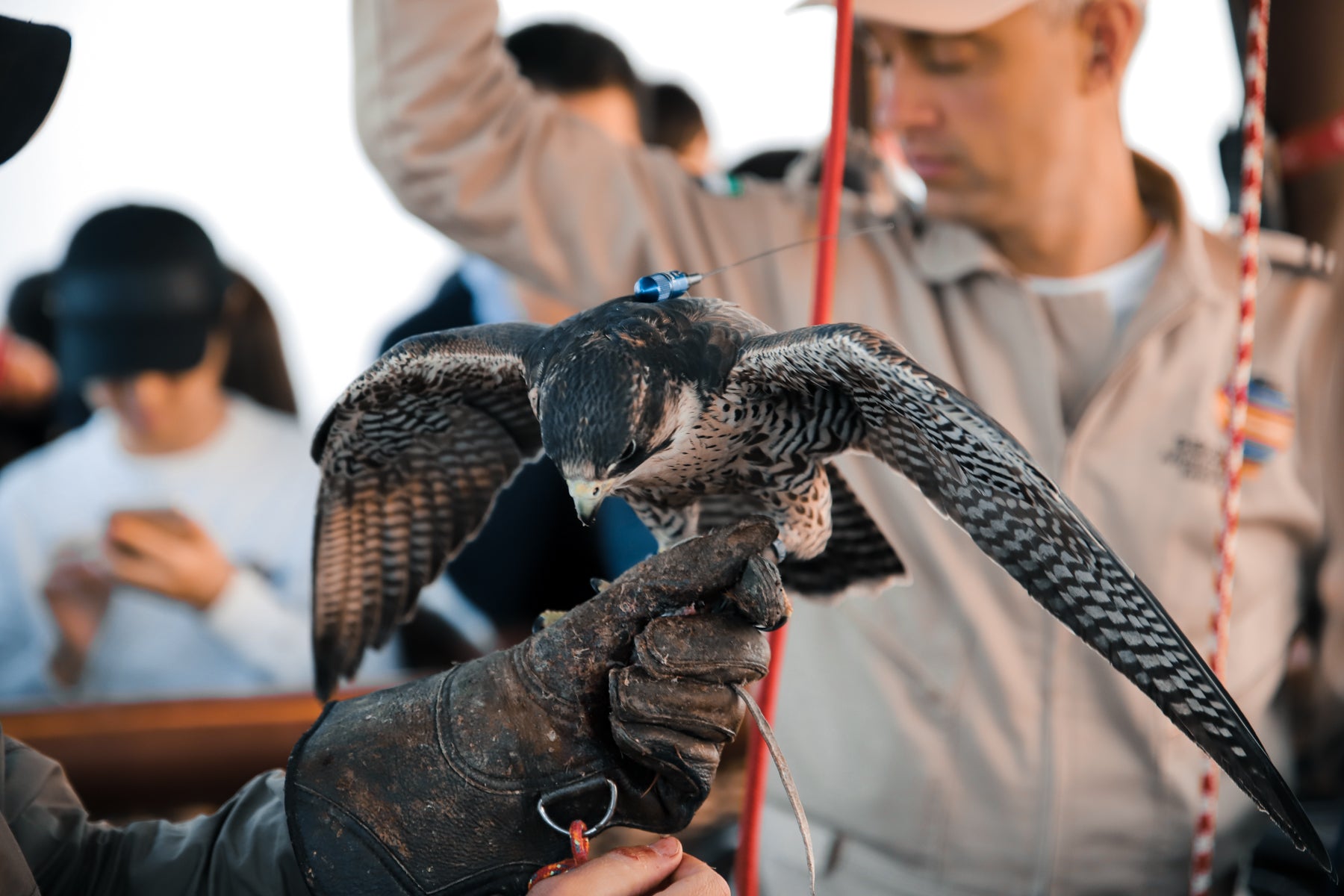 Signature Hot Air Balloon
