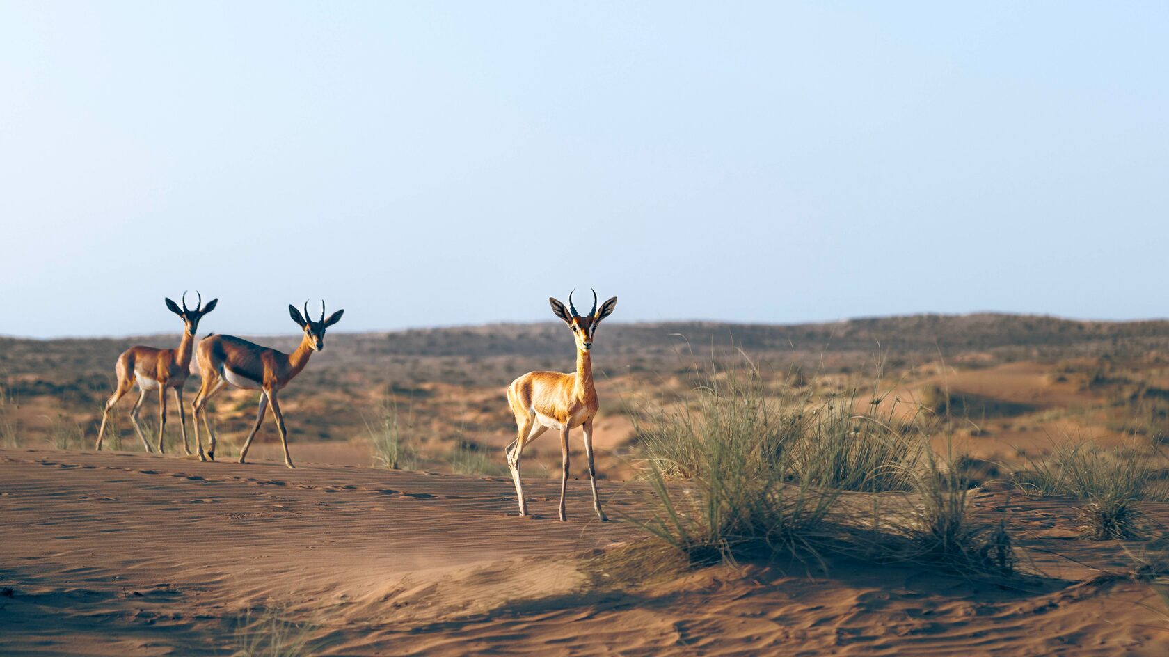 Conservation Drive & Breakfast at Al Maha (morning)