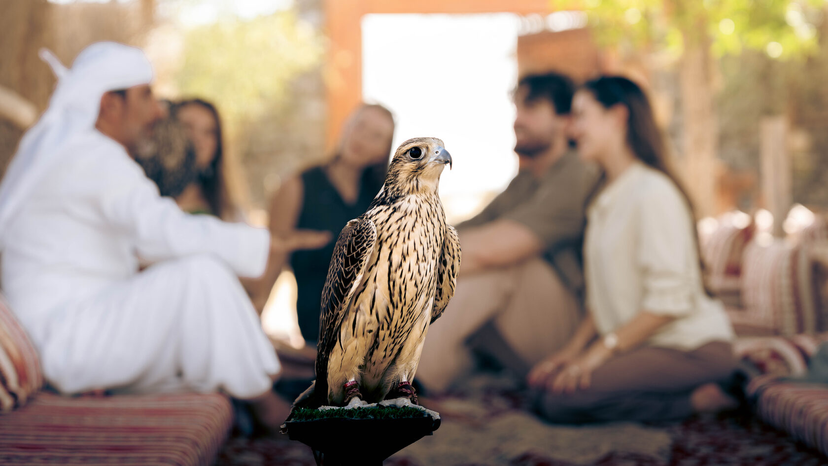 Bedouin Culture Safari (morning)