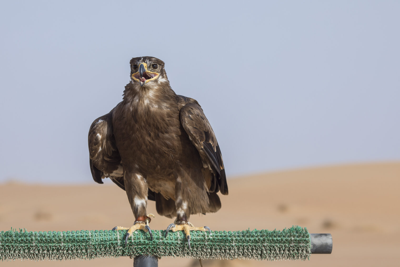 Falconry Training & Nature Safari for 2 persons (morning)