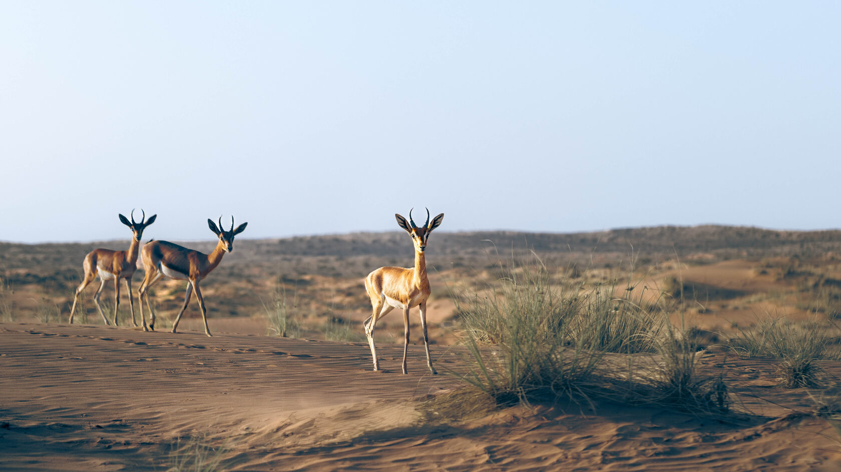 Bedouin Culture Safari (morning) for 2 persons