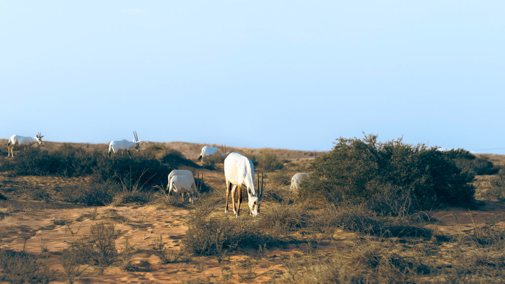 Camel Desert Safari (afternoon/evening)