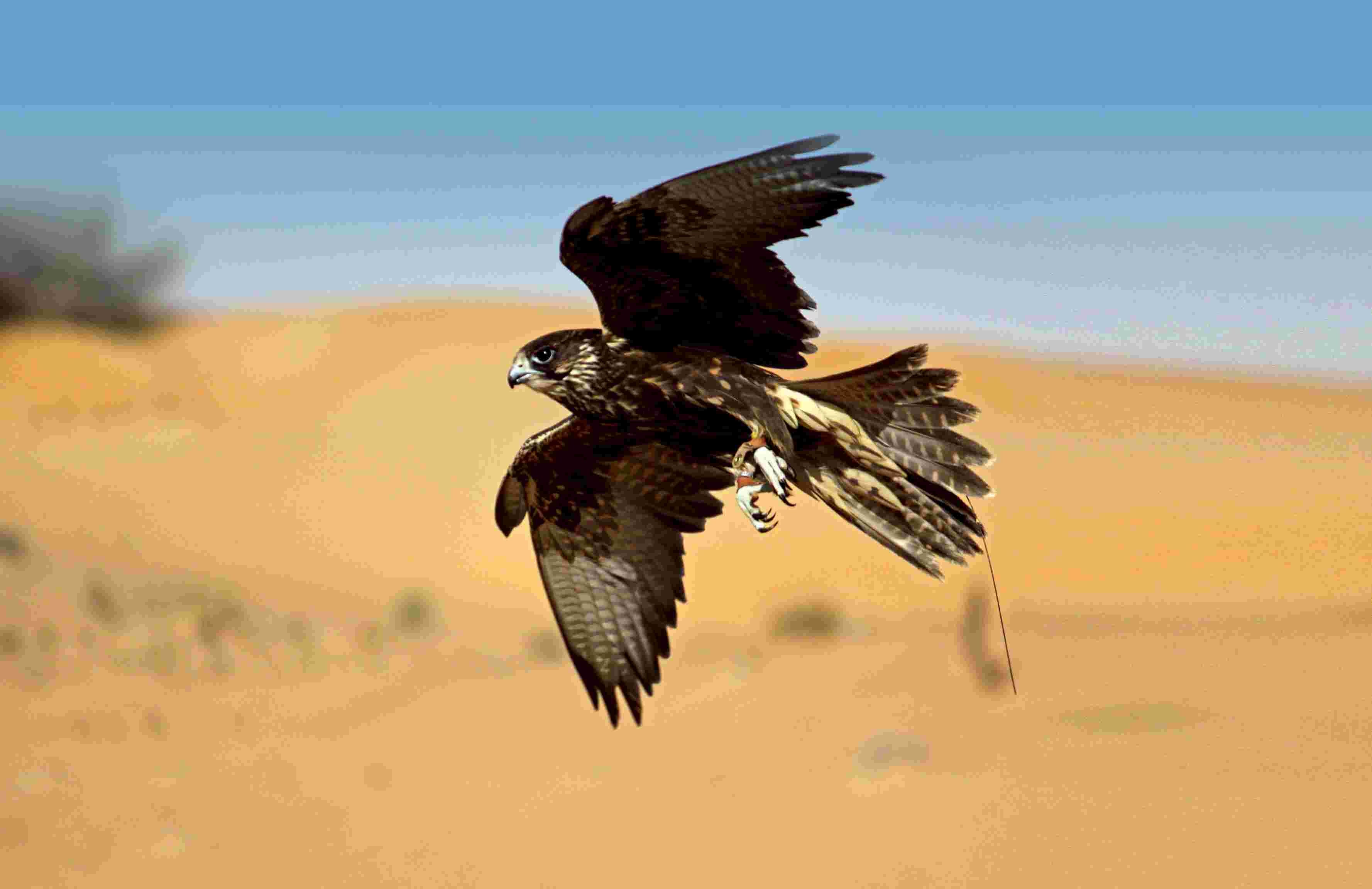 Camel Desert Safari (afternoon/evening)