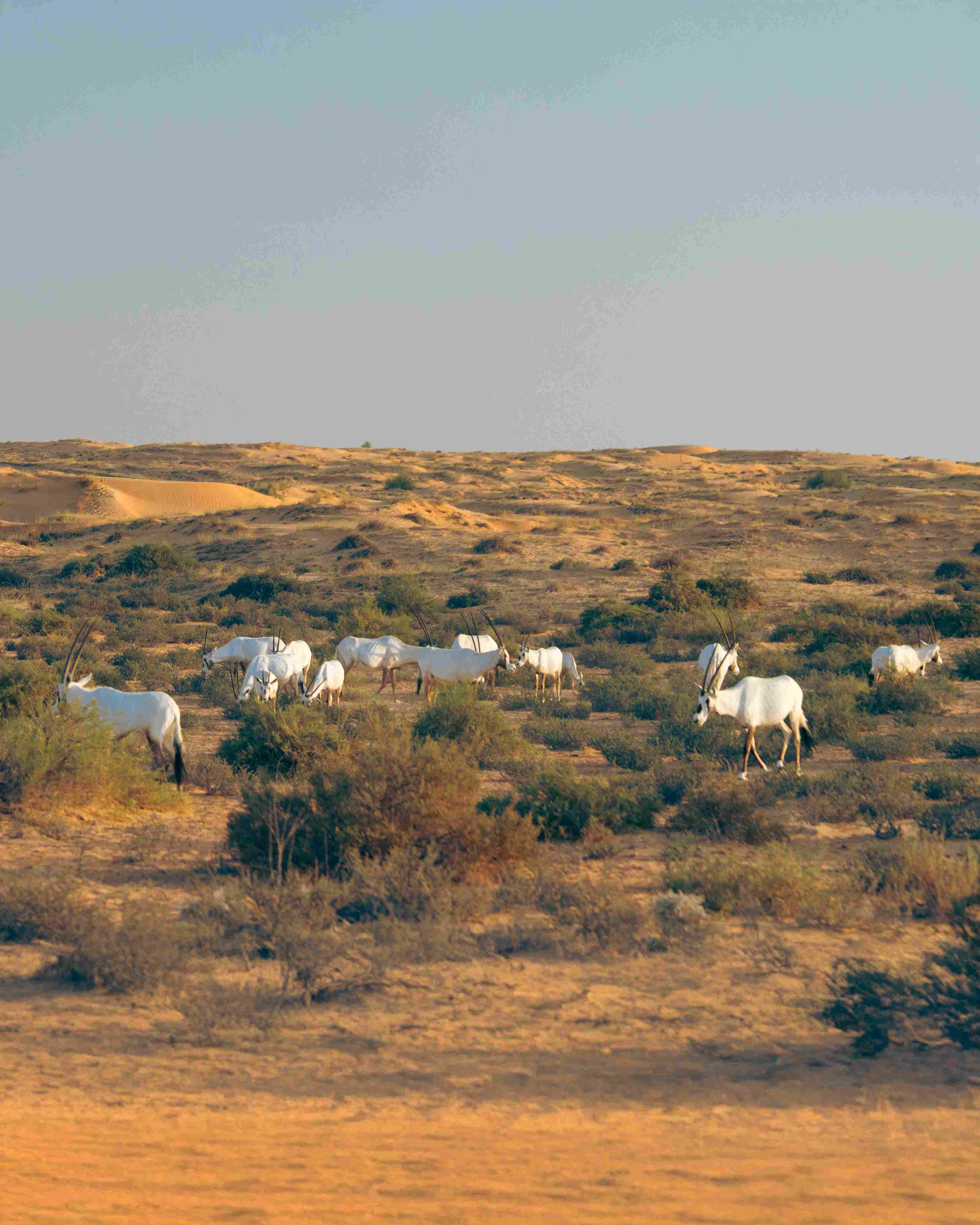 Signature Hot Air Balloon