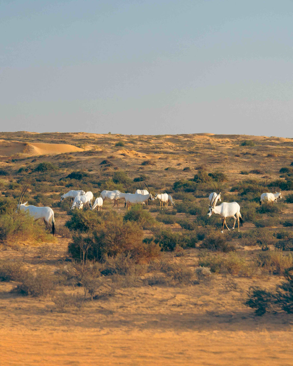 Heritage Desert Safari (afternoon/evening)