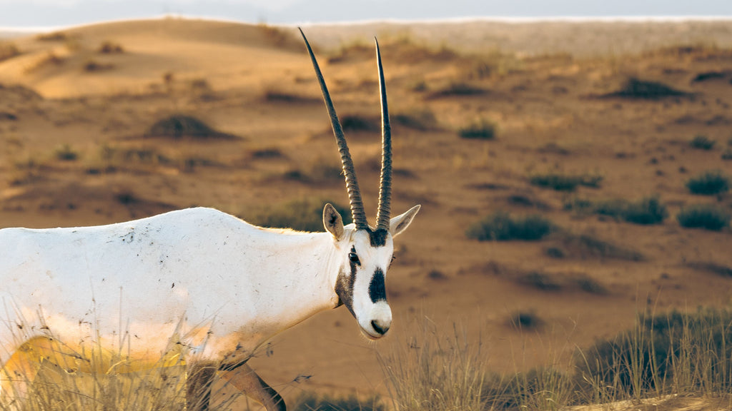 Heritage Desert Safari (afternoon/evening)