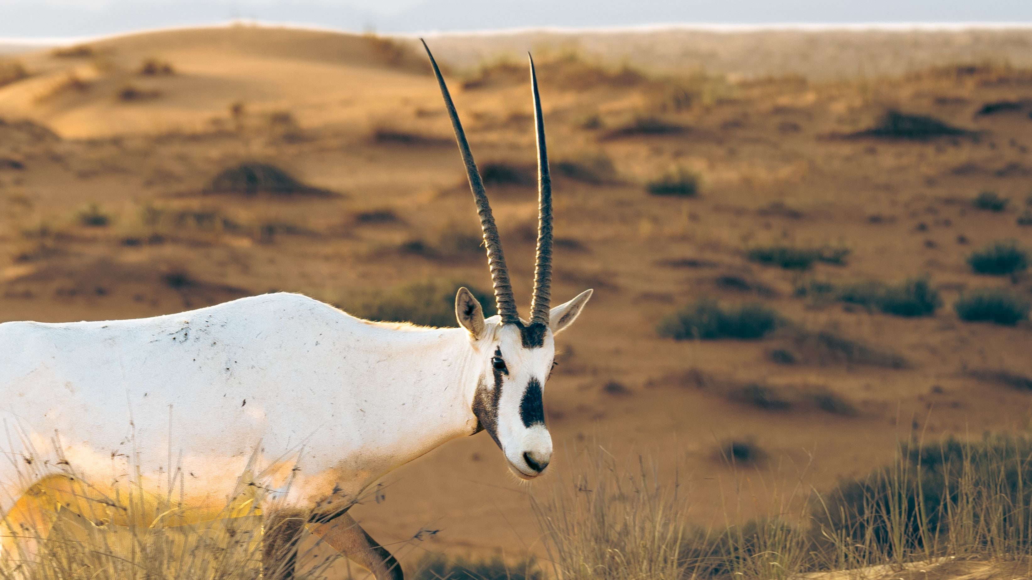 Heritage Desert Safari (afternoon/evening)