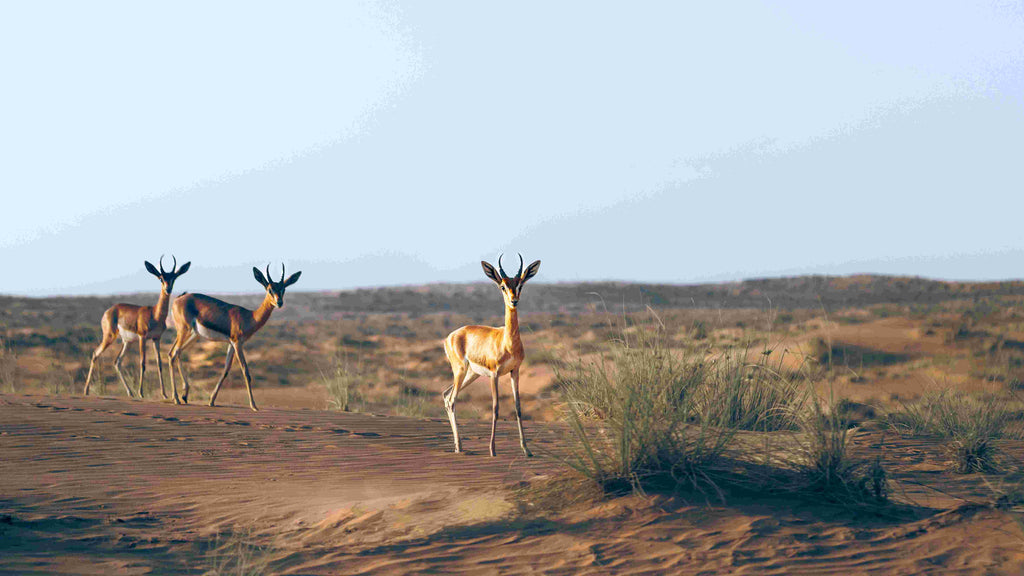 Heritage Desert Safari (afternoon/evening)