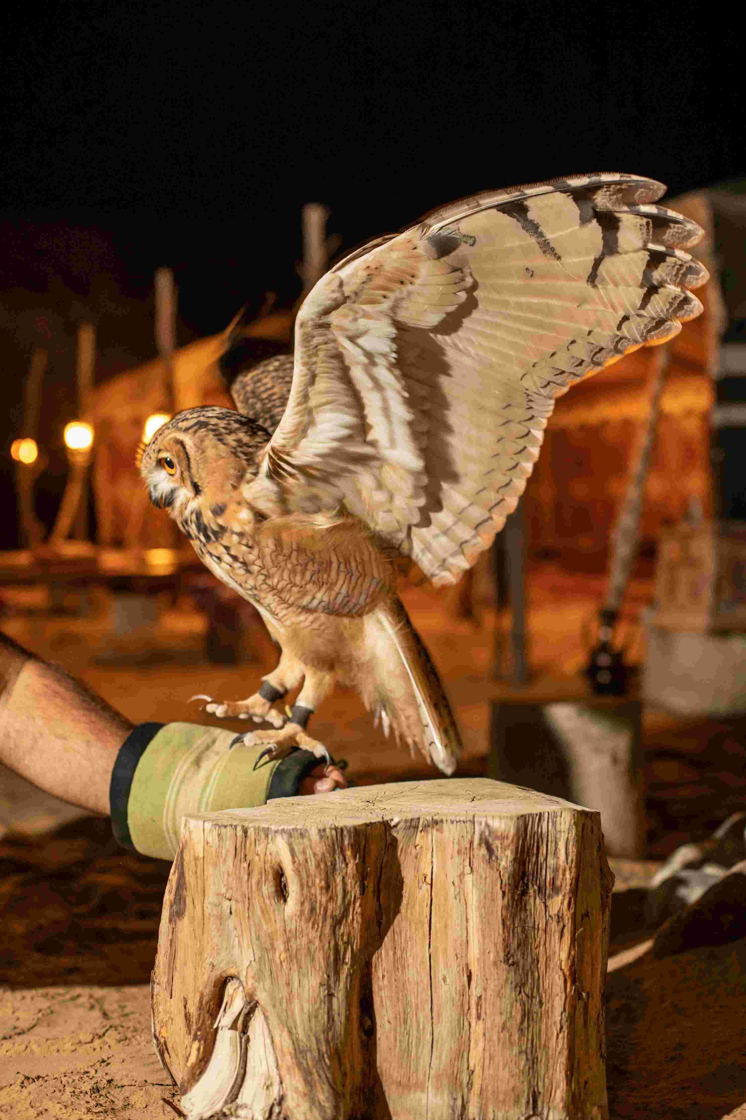 Private Night Safari and Astronomy Session for 2 persons (evening)