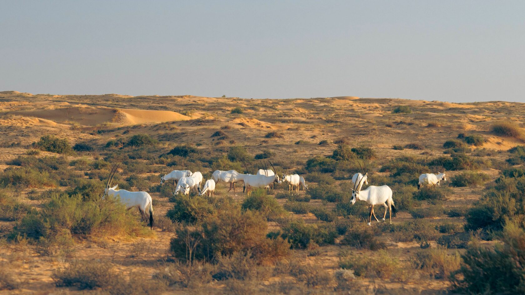 Conservation Drive & Breakfast at Al Maha (morning)
