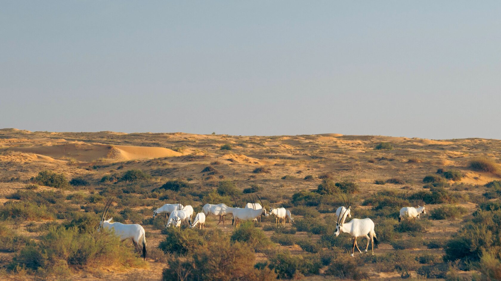 Platinum Desert Safari (afternoon/evening) for 2 persons
